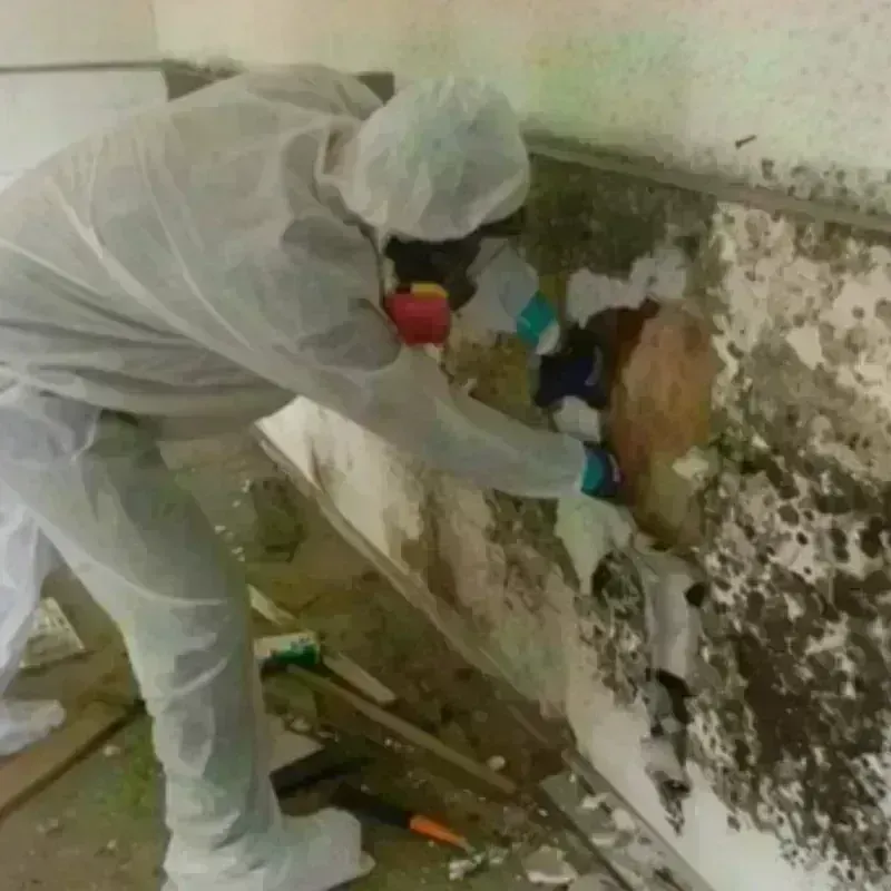 Mold Remediation and Removal in Bay City, TX